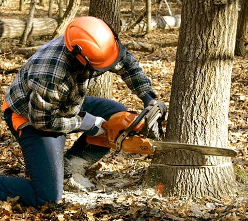 Tree Removal in Grizzly Flats, CA